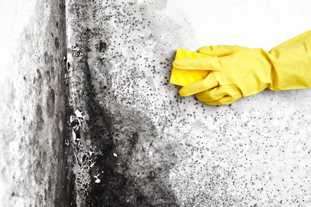 Best Mold Odor Removal Services  in Presque Isle, ME