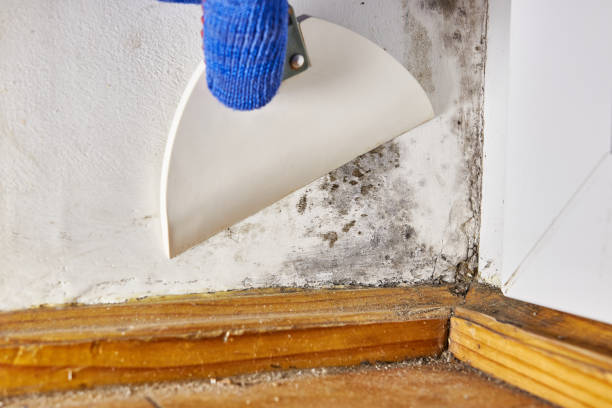 Best Basement Mold Removal  in Presque Isle, ME